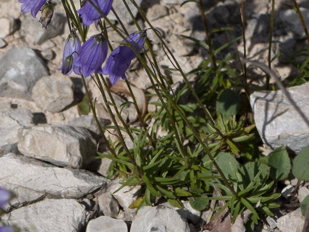 Blüten und Blätter